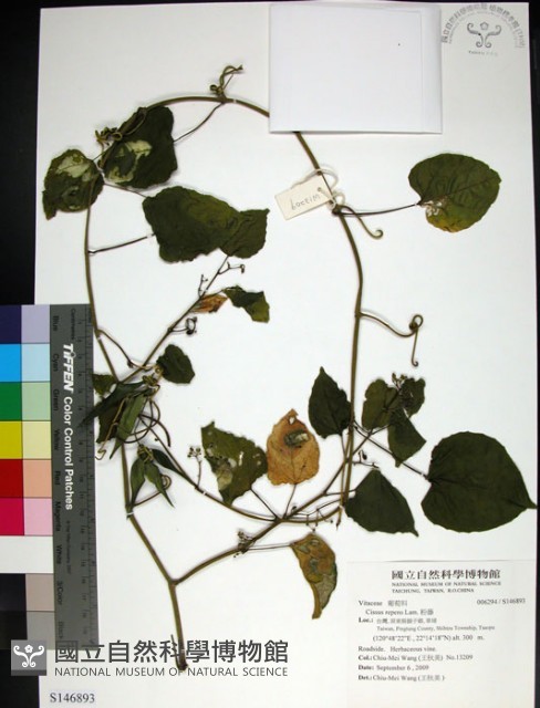 粉藤藏品圖，第1張