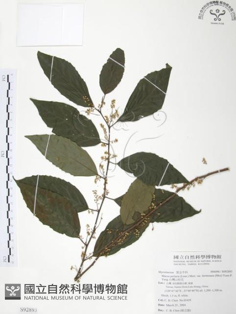 台灣山桂花藏品圖，第1張