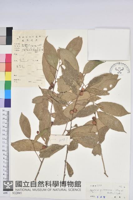 雲南銀柴藏品圖，第1張