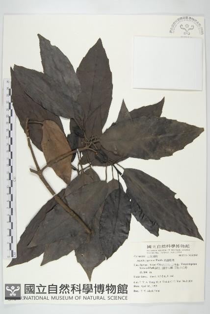 東瀛珊瑚藏品圖，第1張