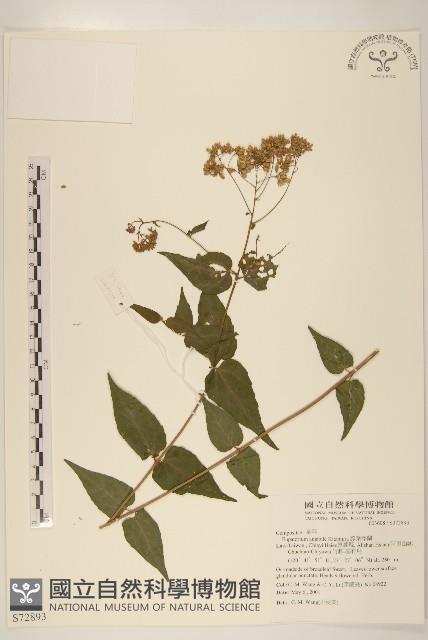 腺葉澤蘭藏品圖，第1張