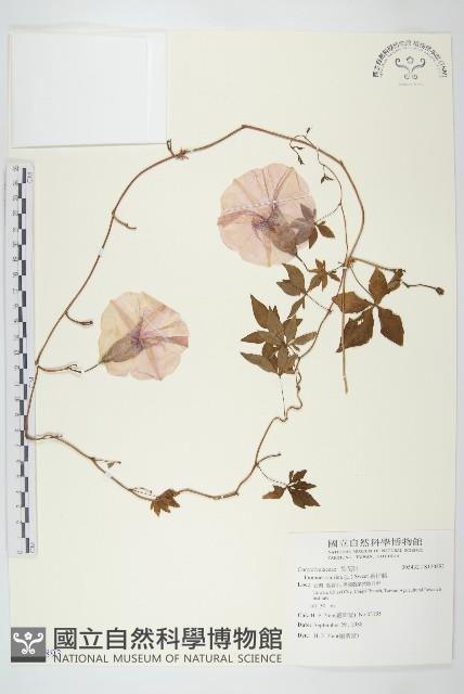 番仔藤藏品圖，第1張