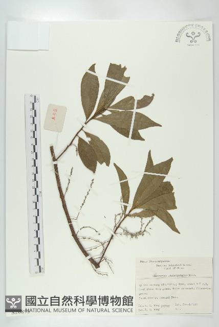 禿瓣杜英藏品圖，第1張