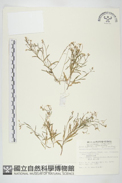玉山筷子芥藏品圖，第1張