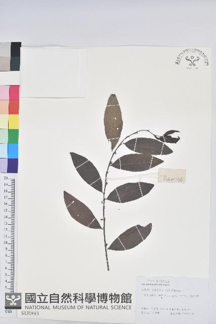 湖北算盤子藏品圖，第1張