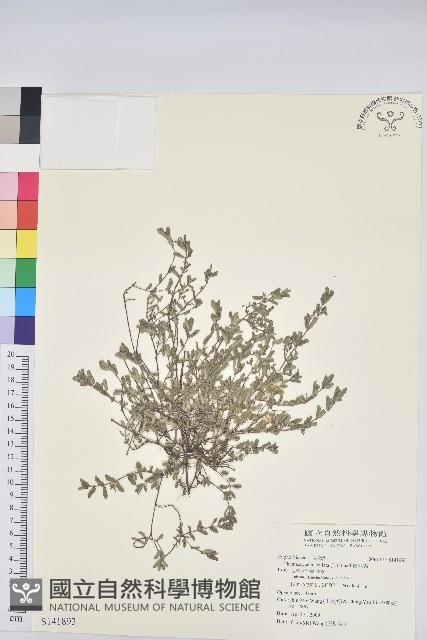 斑地錦藏品圖，第1張