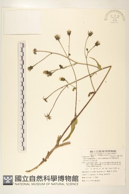 玉山毛蓮菜藏品圖，第1張