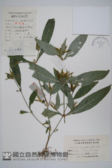 柳葉水蓑衣藏品圖，第1張