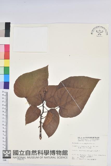 廣東油桐、皺桐藏品圖，第1張