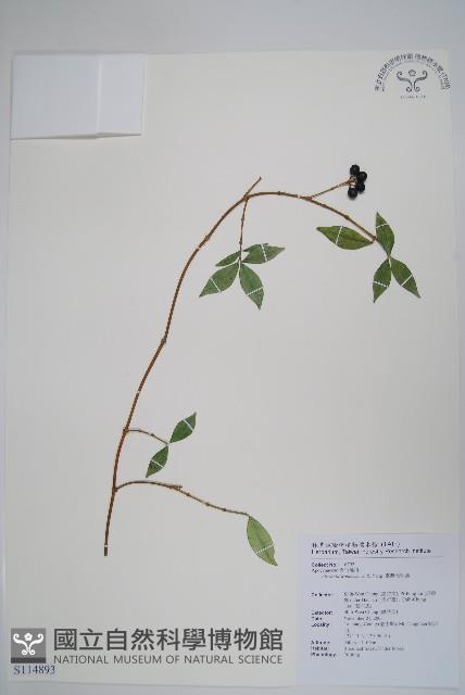 台灣念珠藤藏品圖，第1張