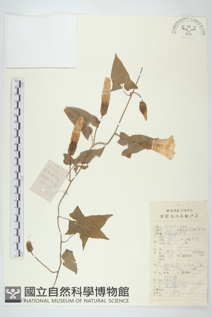 篱打碗花藏品圖，第1張