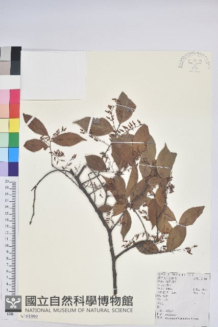 米飯花藏品圖，第1張