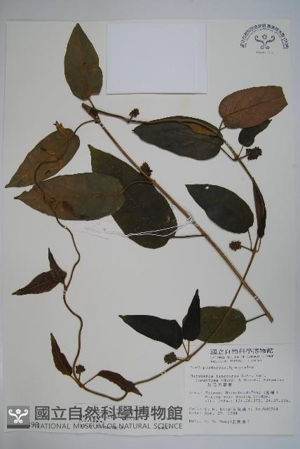 絨毛芙蓉蘭藏品圖，第1張