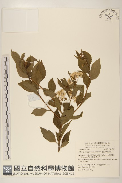 小舌菊、蔓綿菜藏品圖，第1張