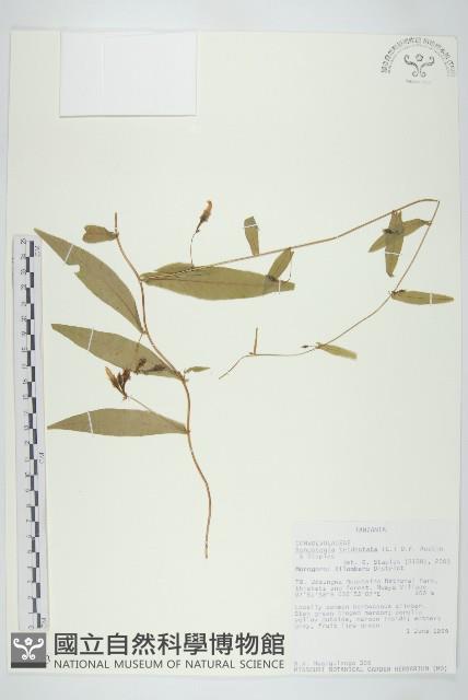 戟葉菜欒藤藏品圖，第1張