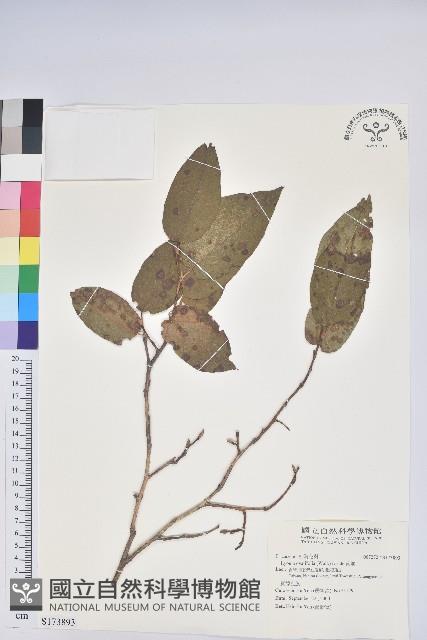 南燭藏品圖，第1張