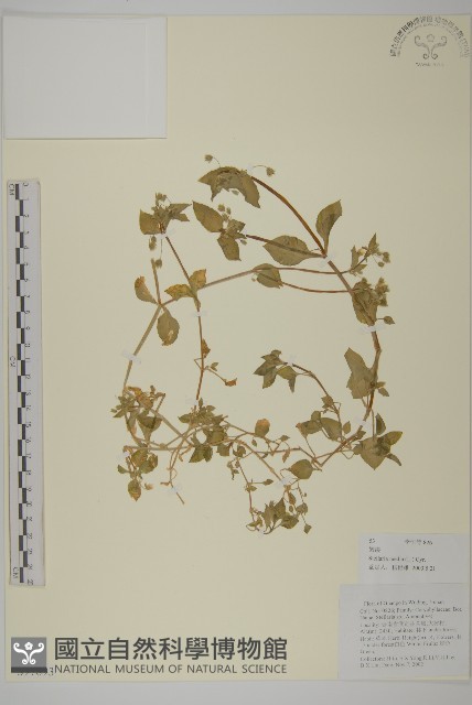繁縷藏品圖，第1張