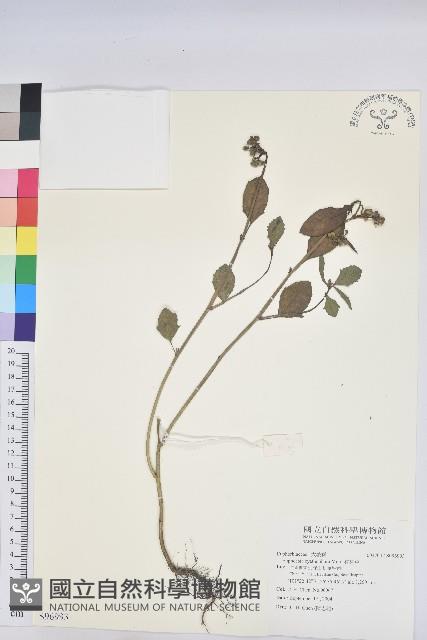 猩猩草藏品圖，第1張