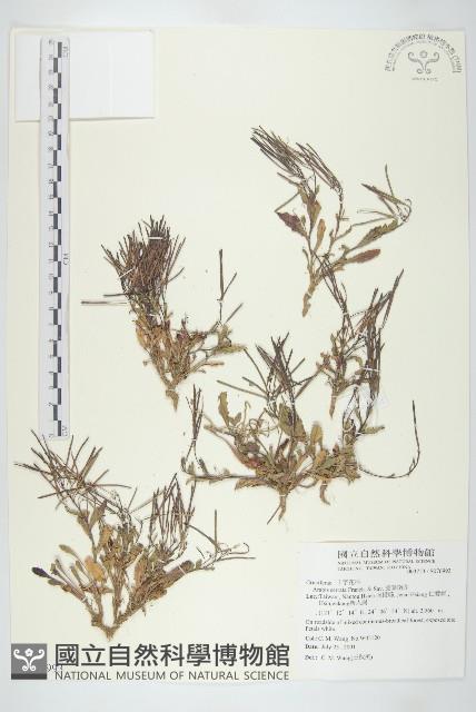 齒葉南芥、齒葉筷子芥藏品圖，第1張