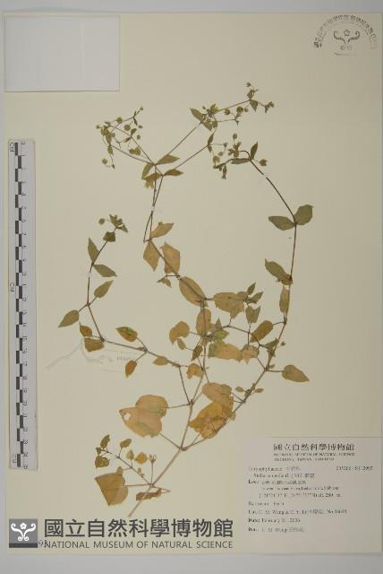 繁縷藏品圖，第1張