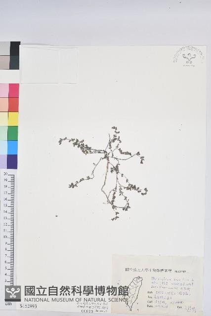 千根草藏品圖，第1張