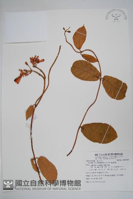 毛車藤藏品圖，第1張