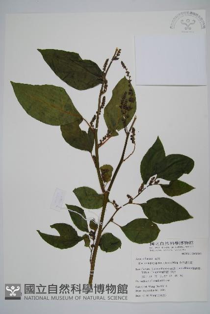 多子漿果莧藏品圖，第1張