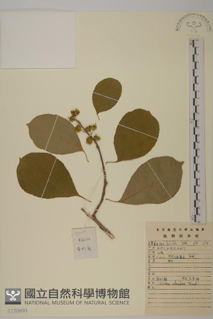 南蛇藤藏品圖，第1張