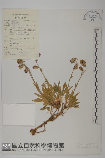 寬葉變黑繩子草藏品圖，第1張