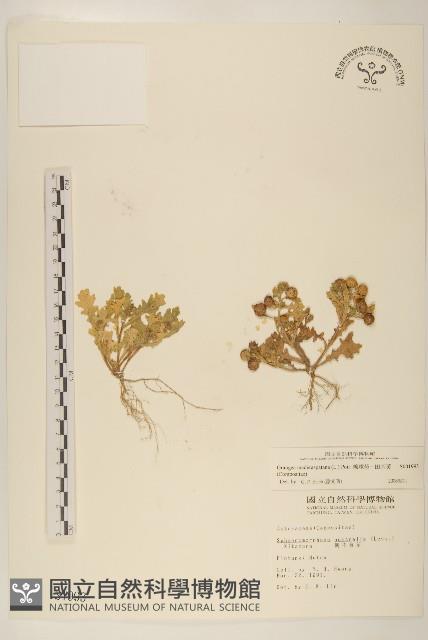 線球菊、田基黃藏品圖，第1張