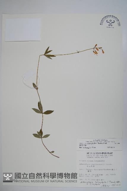 輪葉沙參藏品圖，第1張