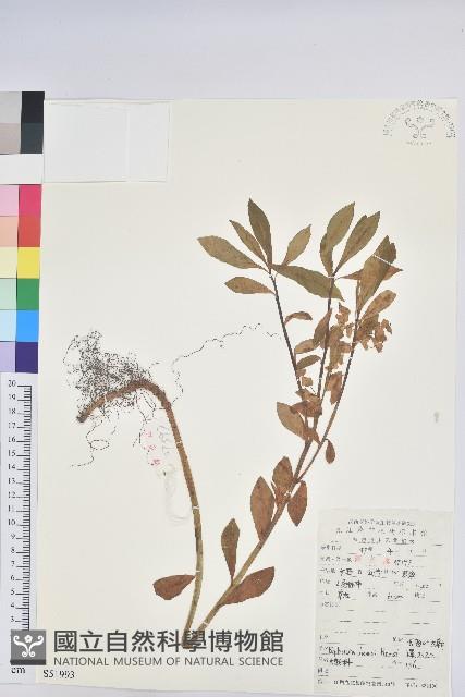 長圓葉大戟藏品圖，第1張