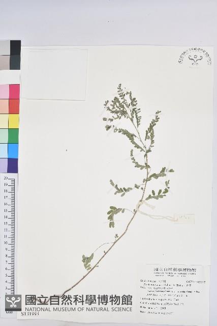 小返魂藏品圖，第1張