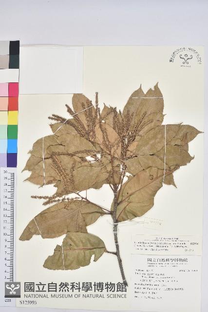 三斗石櫟藏品圖，第1張