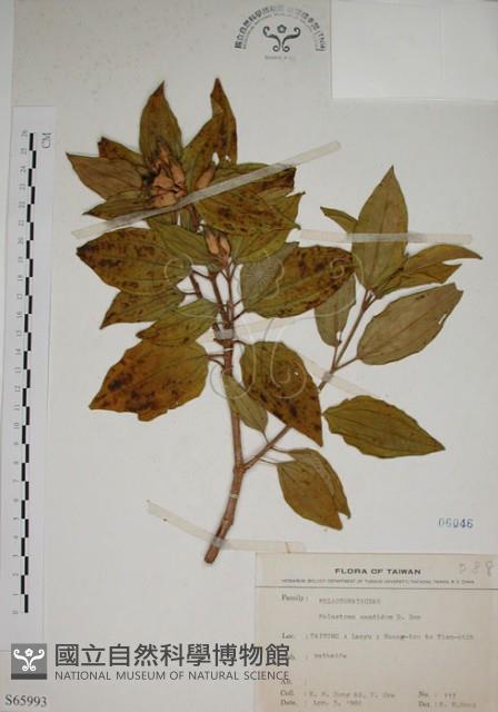 基尖葉野牡丹、蘭嶼野牡丹藏品圖，第1張