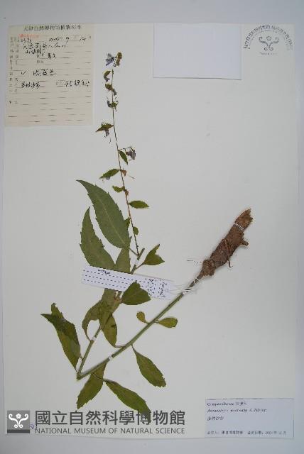 多歧沙參藏品圖，第1張