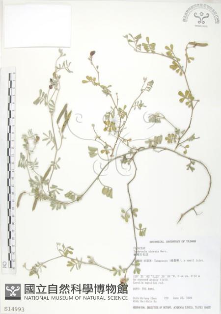 臺灣灰毛豆藏品圖，第1張