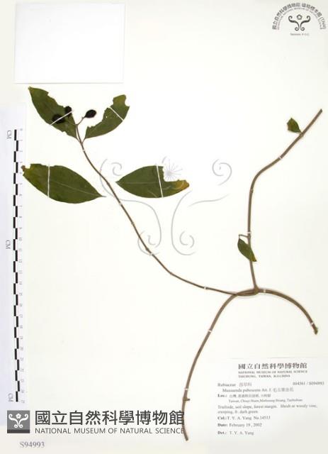 毛玉葉金花藏品圖，第1張