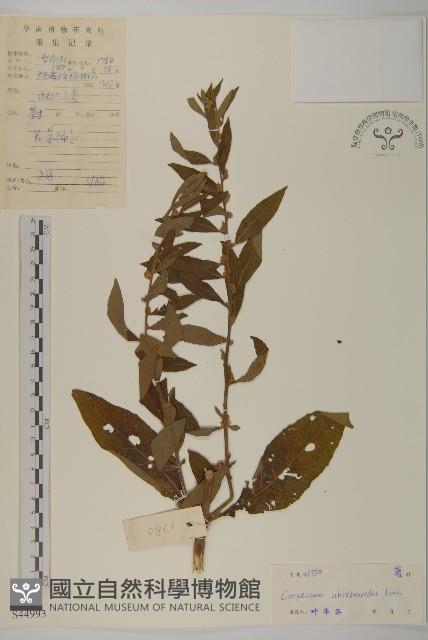 天名精藏品圖，第1張