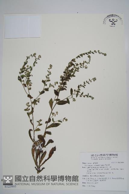 盾果草藏品圖，第1張