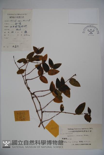 忍冬、金銀花藏品圖，第1張