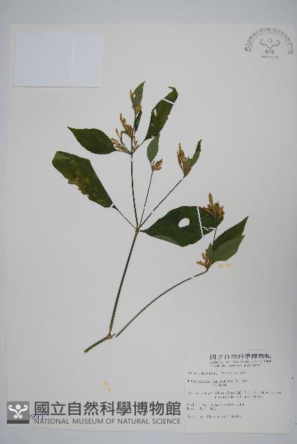 六角英, 槍刀菜藏品圖，第1張