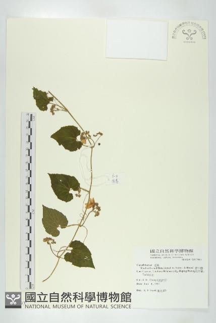 青牛膽藏品圖，第1張