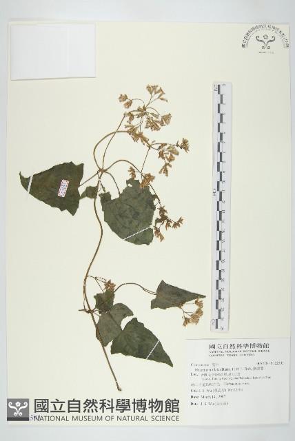 蔓澤蘭藏品圖，第1張