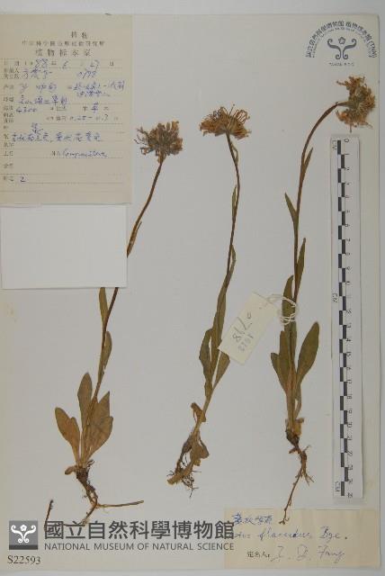 柔軟紫菀藏品圖，第1張