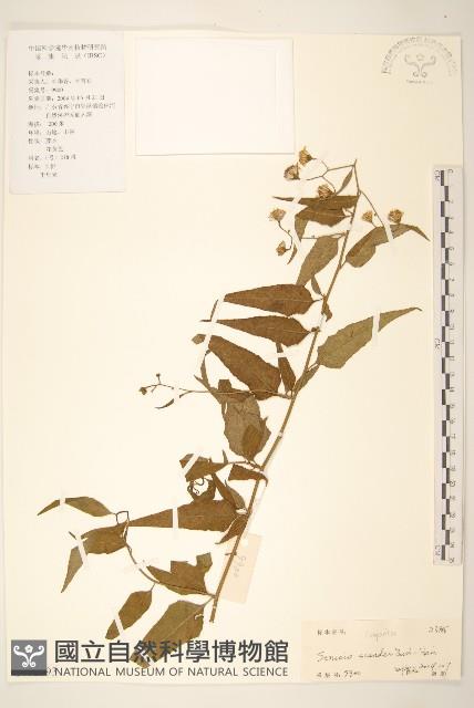 蔓黃菀藏品圖，第1張