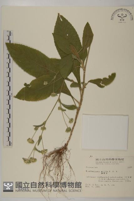 地膽草、毛蓮菜藏品圖，第1張