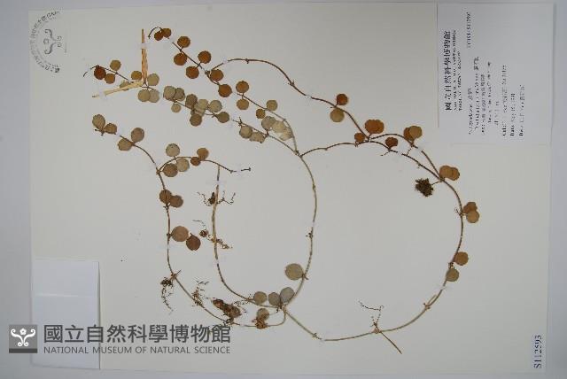 風不動藏品圖，第1張