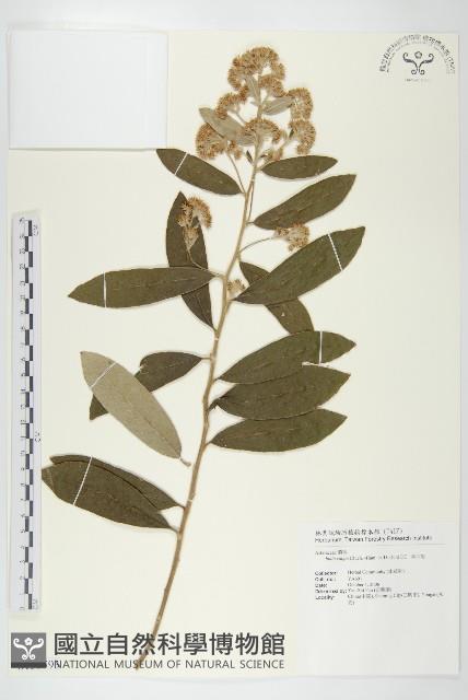 羊耳菊藏品圖，第1張