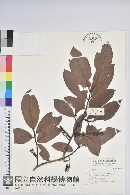 登錄號:S042593藏品圖，第1張